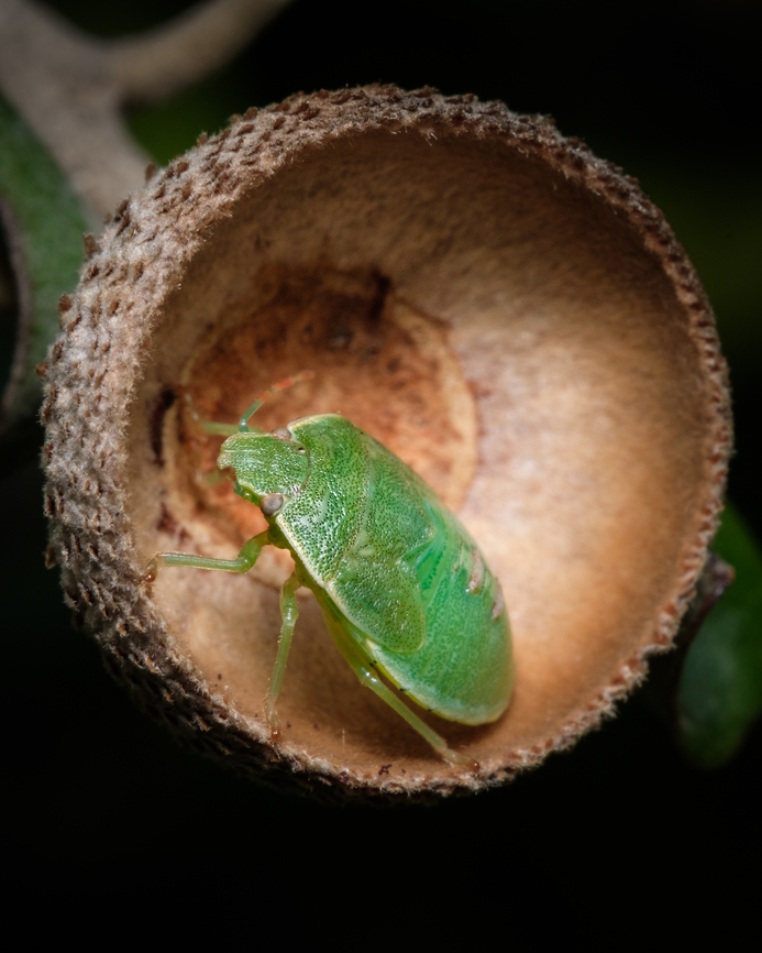 Tree house I&#039;ve been noticing that stink bugs have an eye for great accommodation ^_^ Acrosternum heegeri,Europe,Fall,Geotagged,Macro,Portugal,insect,stink Bug