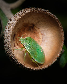Tree house I've been noticing that stink bugs have an eye for great accommodation ^_^ Acrosternum heegeri,Europe,Fall,Geotagged,Macro,Portugal,insect,stink Bug