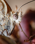 The eye of the butterfly https://www.jungledragon.com/image/128460/southern_europe_butterfly.html<br />
https://www.jungledragon.com/image/128461/the_glossy_eye_of_the_butterfly.html Europe,Fall,Geotagged,Macro,Portugal,Pyronia cecilia,Southern gatekeeper,butterfly,eye