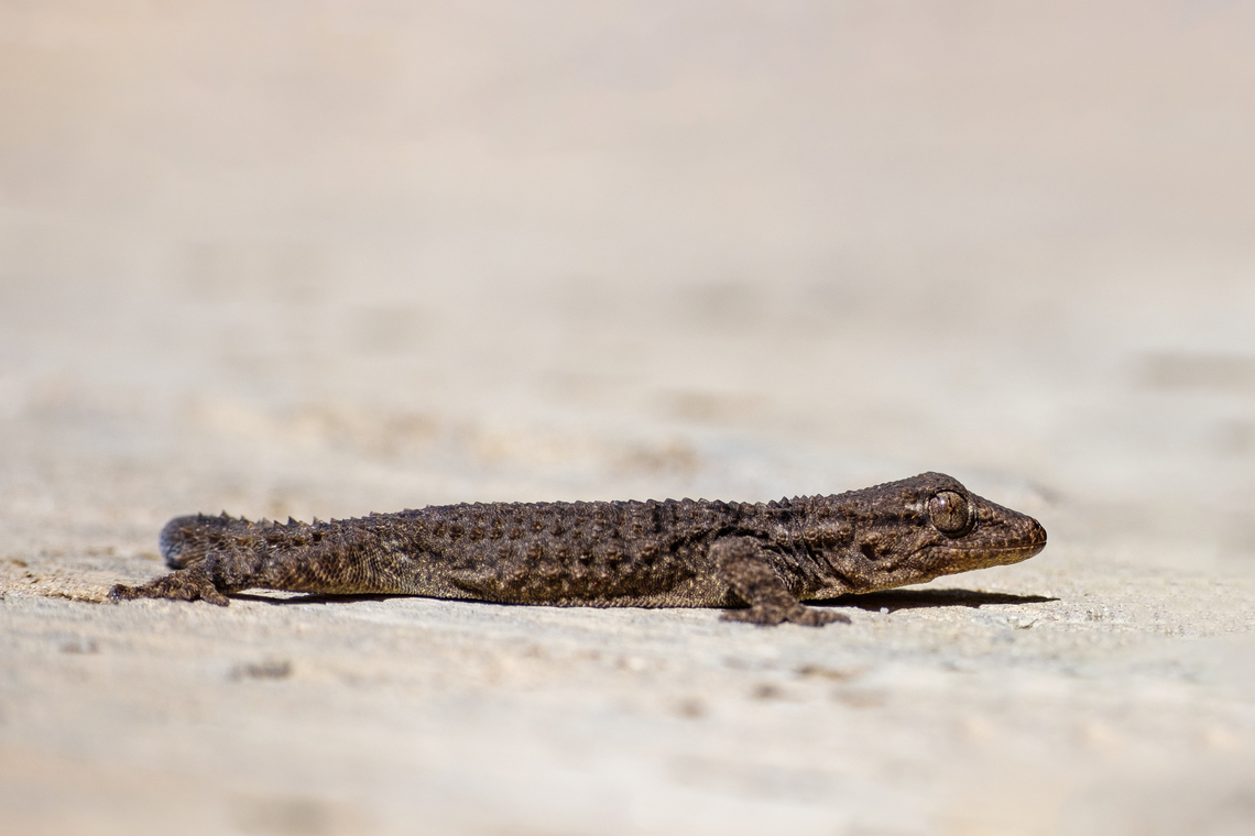 Common wall gecko As much as I wished, I didn&#039;t had the opportunity to get closer...maybe another day!  Europe,Geotagged,Moorish gecko,Portugal,Tarentola mauritanica,Winter,gecko