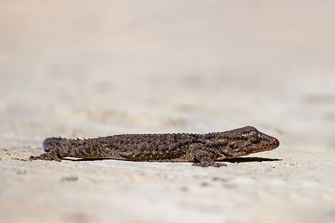 Common wall gecko As much as I wished, I didn't had the opportunity to get closer...maybe another day!  Europe,Geotagged,Moorish gecko,Portugal,Tarentola mauritanica,Winter,gecko