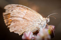 Southern Europe butterfly Close up detail:<br />
https://www.jungledragon.com/image/128420/the_eye_of_the_butterfly.html<br />
https://www.jungledragon.com/image/128461/the_glossy_eye_of_the_butterfly.html Europe,Fall,Geotagged,Portugal,Pyronia cecilia,Southern gatekeeper,butterfly