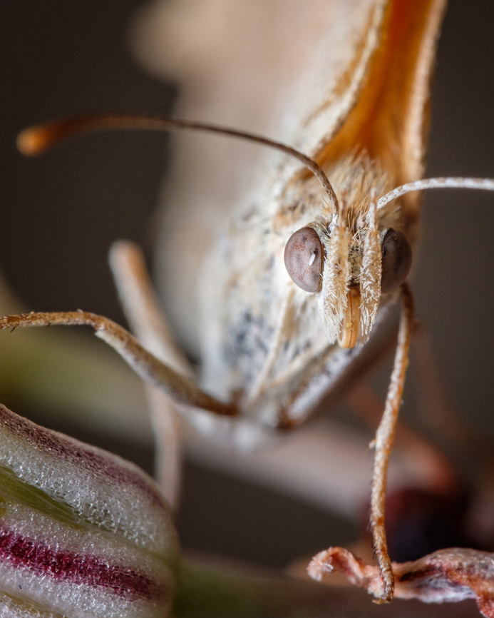 The glossy eye of the butterfly <figure class="photo"><a href="https://www.jungledragon.com/image/128460/southern_europe_butterfly.html" title="Southern Europe butterfly"><img src="https://s3.amazonaws.com/media.jungledragon.com/images/5939/128460_thumb.jpg?AWSAccessKeyId=05GMT0V3GWVNE7GGM1R2&Expires=1769040010&Signature=C0GEjbYOwJ5SX%2BIsxTWUodq8lpM%3D" width="200" height="134" alt="Southern Europe butterfly Close up detail:<br />
https://www.jungledragon.com/image/128420/the_eye_of_the_butterfly.html<br />
https://www.jungledragon.com/image/128461/the_glossy_eye_of_the_butterfly.html Europe,Fall,Geotagged,Portugal,Pyronia cecilia,Southern gatekeeper,butterfly" /></a></figure><br />
<figure class="photo"><a href="https://www.jungledragon.com/image/128420/the_eye_of_the_butterfly.html" title="The eye of the butterfly"><img src="https://s3.amazonaws.com/media.jungledragon.com/images/5939/128420_thumb.jpg?AWSAccessKeyId=05GMT0V3GWVNE7GGM1R2&Expires=1769040010&Signature=mHHiSlRvvQsPvaQejJmDT4HmFDY%3D" width="122" height="152" alt="The eye of the butterfly https://www.jungledragon.com/image/128460/southern_europe_butterfly.html<br />
https://www.jungledragon.com/image/128461/the_glossy_eye_of_the_butterfly.html Europe,Fall,Geotagged,Macro,Portugal,Pyronia cecilia,Southern gatekeeper,butterfly,eye" /></a></figure> Europe,Fall,Geotagged,Portugal,Pyronia cecilia,Southern gatekeeper,butterfly,eye,macro