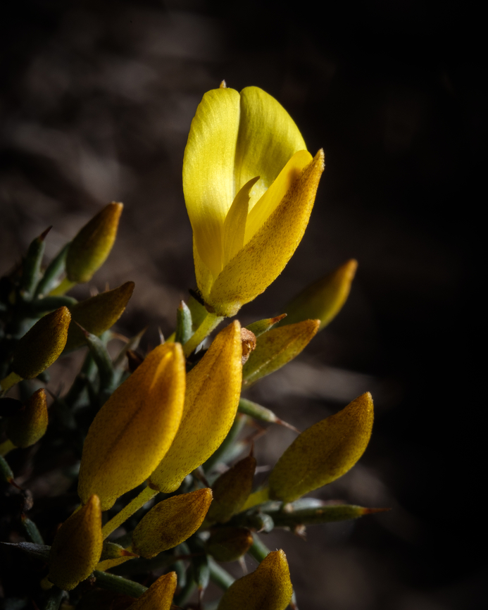 Yellow flowering gorse This is one of the few flowers I have found in the woods this winter...  Europe,Flora,Geotagged,Macro,Portugal,Ulex parviflorus,Winter,flower,yellow