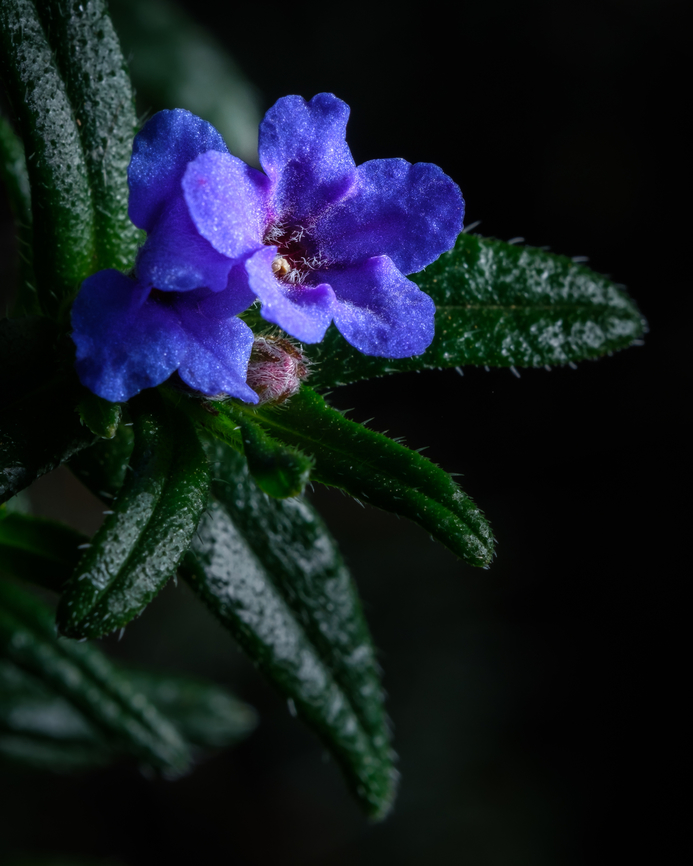 Purple Gromwell Another of the few wild flowers I have encountered in this cold season.  Europe,Geotagged,Glandora prostrata,Portugal,Winter,flower,macro