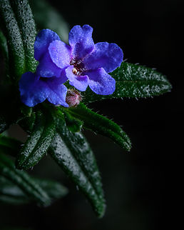 Purple Gromwell Another of the few wild flowers I have encountered in this cold season.  Europe,Geotagged,Glandora prostrata,Portugal,Winter,flower,macro