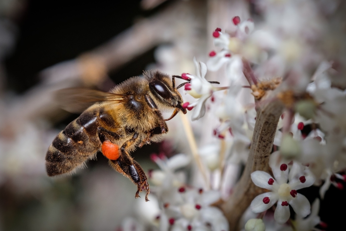 Honey bee  Apis mellifera,Europe,Geotagged,Portugal,Summer,Western honey bee,bee,flowers,flying
