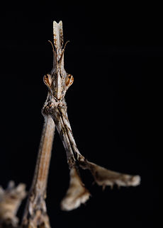 Portrait of a Conehead Mantis Full body:
https://www.jungledragon.com/image/125452/conehead_mantis.html Conehead Mantis,Empusa pennata,Europe,Fall,Geotagged,Macro,Portugal,insect,portrait