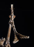 Portrait of a Conehead Mantis Full body:<br />
https://www.jungledragon.com/image/125452/conehead_mantis.html Conehead Mantis,Empusa pennata,Europe,Fall,Geotagged,Macro,Portugal,insect,portrait