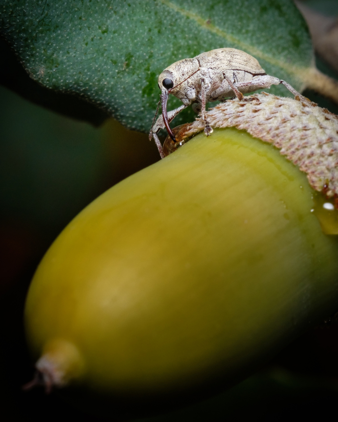 Weevil on acorn ID needed:<br />
<figure class="photo"><a href="https://www.jungledragon.com/image/123665/curculio_glandium.html" title="Curculio glandium"><img src="https://s3.amazonaws.com/media.jungledragon.com/images/5939/123665_thumb.jpg?AWSAccessKeyId=05GMT0V3GWVNE7GGM1R2&Expires=1759968010&Signature=0EU%2BObEcXD5tudsgwQPa0mSqs%2Bw%3D" width="122" height="152" alt="Curculio glandium This insect has so many peculiar features but I think my favorite is that long &quot;nose&quot; with that funny twin antenna, I wonder what are those antenna for...<br />
https://www.jungledragon.com/image/128873/weevil_on_acorn.html Acorn weevil,Curculio glandium,Fall,Geotagged,Portugal,insect" /></a></figure> Europe,Fall,Geotagged,Macro,Portugal,Weevil,insect