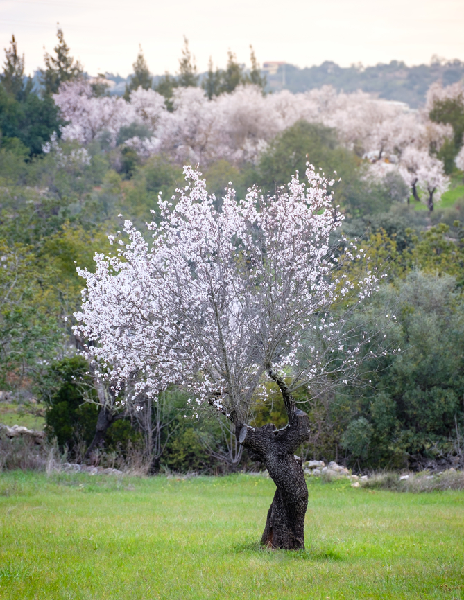 Blooming almond tree In my area, the great majority of the landscape is dark green, so it's a real treat to witness white and pink areas appearing everywhere when the almond trees start blooming.  Almond,Europe,Geotagged,Portugal,Prunus dulcis,Winter,blooming,landscape,tree