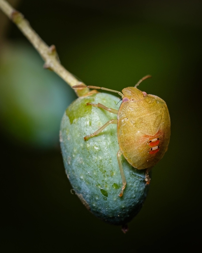 In love with an olive  Acrosternum heegeri,Europe,Geotagged,Portugal,Summer,insect,macro,olive,stink Bug