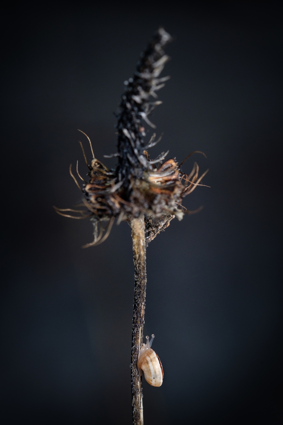 Up is the way! I enjoyed observing this little friend climbing up this dry flower, and it did it faster than you can imagine!  Fall,Geotagged,Macro,Portugal,Theba pisana,White Italian snail,europe,flower,snail