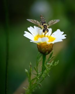 Globetails Genus Sphaerophoria
ID needed
Maybe Sphaerophoria scripta?  Europe,Geotagged,Macro,Portugal,Spring,globetails,insect,sphaerophoria