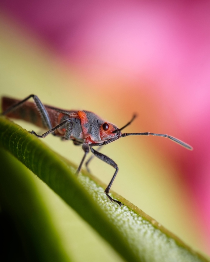 Oleander seed bug  Caenocoris nerii,Europe,Geotagged,Macro,Oleander seedbug,Portugal,Spring,insect