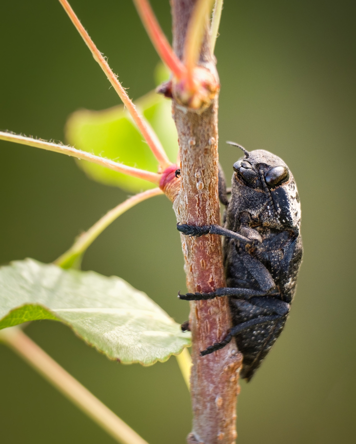 Flatheaded woodborer This was one of my first insect macro photos, I remember the excitement of discovery when I found this Flatheaded woodborer and thinking that this must be very commonly found on this area, but never seen another one since! I guess I was lucky ^_^ Capnodis tenebrionis,Geotagged,Macro,Mediterranean flatheaded rootborer,Portugal,Spring,europe,insect