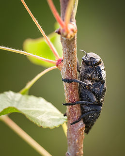 Flatheaded woodborer This was one of my first insect macro photos, I remember the excitement of discovery when I found this Flatheaded woodborer and thinking that this must be very commonly found on this area, but never seen another one since! I guess I was lucky ^_^ Capnodis tenebrionis,Geotagged,Macro,Mediterranean flatheaded rootborer,Portugal,Spring,europe,insect
