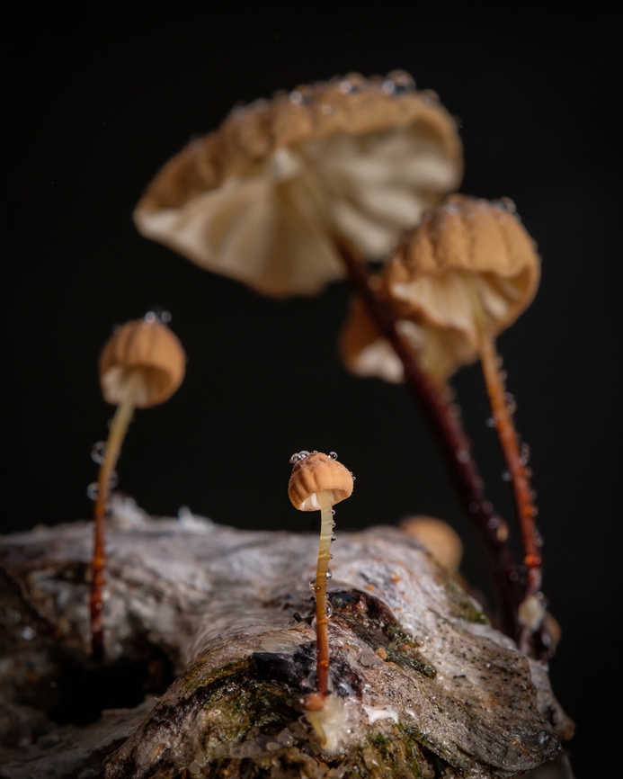 Happy family  Europe,Geotagged,Mushrooms,Portugal,Winter,fungi,macro