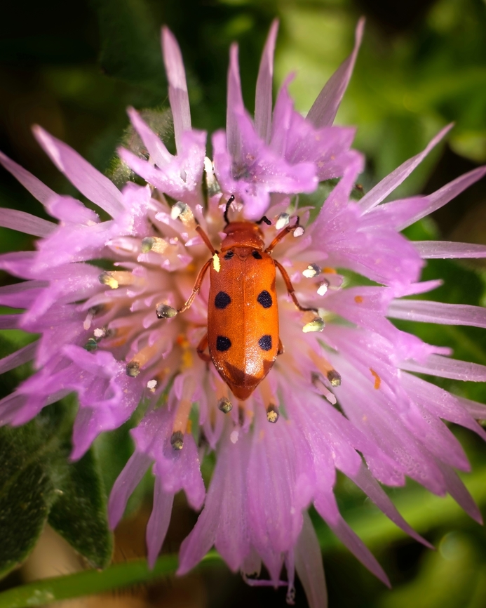 Leptopalpus rostratus  Europe,Geotagged,Leptopalpus rostratus,Macro,Portugal,Spring