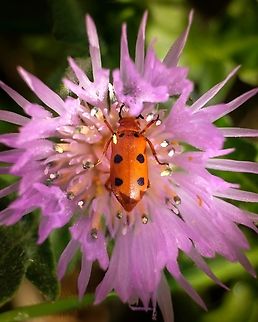 Leptopalpus rostratus  Europe,Geotagged,Leptopalpus rostratus,Macro,Portugal,Spring