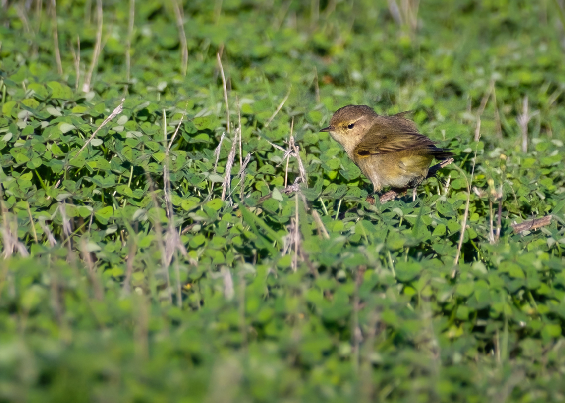 Chiffchaff on a field of clovers  Common chiffchaff,Geotagged,Phylloscopus collybita,Portugal,Winter,bird,europe