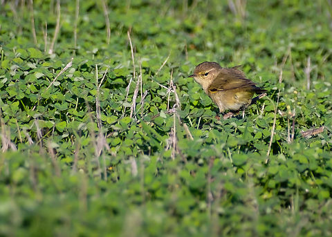 Chiffchaff on a field of clovers  Common chiffchaff,Geotagged,Phylloscopus collybita,Portugal,Winter,bird,europe