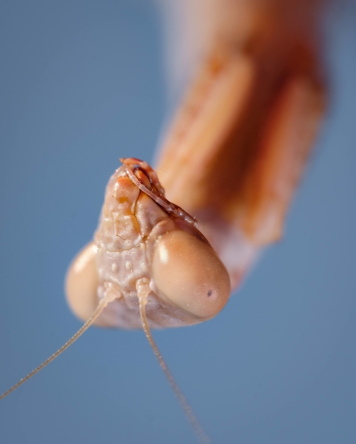 Portrait of a Praying Mantis One of my first praying mantis models. I was lucky to find a photogenic one ^_^<br />
<figure class="photo"><a href="https://www.jungledragon.com/image/132520/eye_detail_of_a_praying_mantis.html" title="Eye detail of a Praying mantis"><img src="https://s3.amazonaws.com/media.jungledragon.com/images/5939/132520_thumb.jpg?AWSAccessKeyId=05GMT0V3GWVNE7GGM1R2&Expires=1759968010&Signature=xRiNDflJ3pDhFdMDN3Yez0Di1PY%3D" width="122" height="152" alt="Eye detail of a Praying mantis Portraits of this Mantis:<br />
https://www.jungledragon.com/image/129522/portrait_of_a_praying_mantis.html<br />
https://www.jungledragon.com/image/122715/mediterranean_mantis.html Europe,Geotagged,Iris oratoria,Macro,Mediterranean mantis,Portugal,Summer,detail,eye,insect" /></a></figure><br />
<figure class="photo"><a href="https://www.jungledragon.com/image/122715/mediterranean_mantis.html" title="Mediterranean mantis"><img src="https://s3.amazonaws.com/media.jungledragon.com/images/5939/122715_thumb.jpg?AWSAccessKeyId=05GMT0V3GWVNE7GGM1R2&Expires=1759968010&Signature=%2BM8lthXS%2B70DtULnHF2osQj6B40%3D" width="122" height="152" alt="Mediterranean mantis I find Mantis so magestic and intriguing at the same time. I can&#039;t help but wonder what are they thinking staring at me with those wide eyes.<br />
https://www.jungledragon.com/image/132520/eye_detail_of_a_praying_mantis.html<br />
https://www.jungledragon.com/image/129522/portrait_of_a_praying_mantis.html Geotagged,Iris oratoria,Mediterranean mantis,Portugal,Summer,macro" /></a></figure> Europe,Geotagged,Iris oratoria,Macro,Mediterranean mantis,Portugal,Summer,eyes,portrait,praying mantis