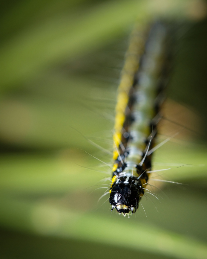 Shiny black head  Caterpillar,Europe,Fall,Geotagged,Portugal,Uresiphita gilvata,macro