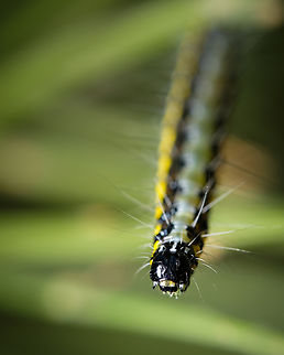 Shiny black head  Caterpillar,Europe,Fall,Geotagged,Portugal,Uresiphita gilvata,macro