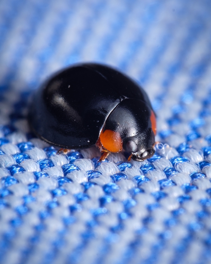 Flashlight Shield Lady Beetle I find this little guy very cute but simultaneously a bad boy with those dark eyes ^_^ Europe,Flashlight Shield Lady Beetle,Geotagged,Macro,Parexochomus nigromaculatus,Portugal,Summer,beetle,insect
