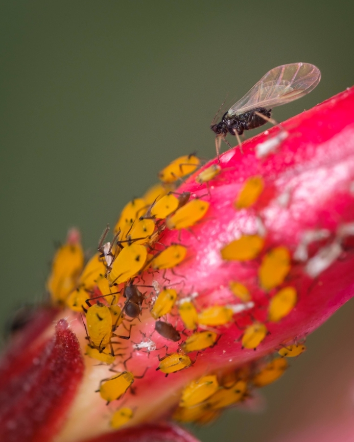 Aphidinae family This is a hard one to identify but I'm hoping someone can do it ^_^ Aphidinae,Europe,Geotagged,Macro,Portugal,Spring,insect