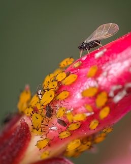 Aphidinae family This is a hard one to identify but I'm hoping someone can do it ^_^ Aphidinae,Europe,Geotagged,Macro,Portugal,Spring,insect