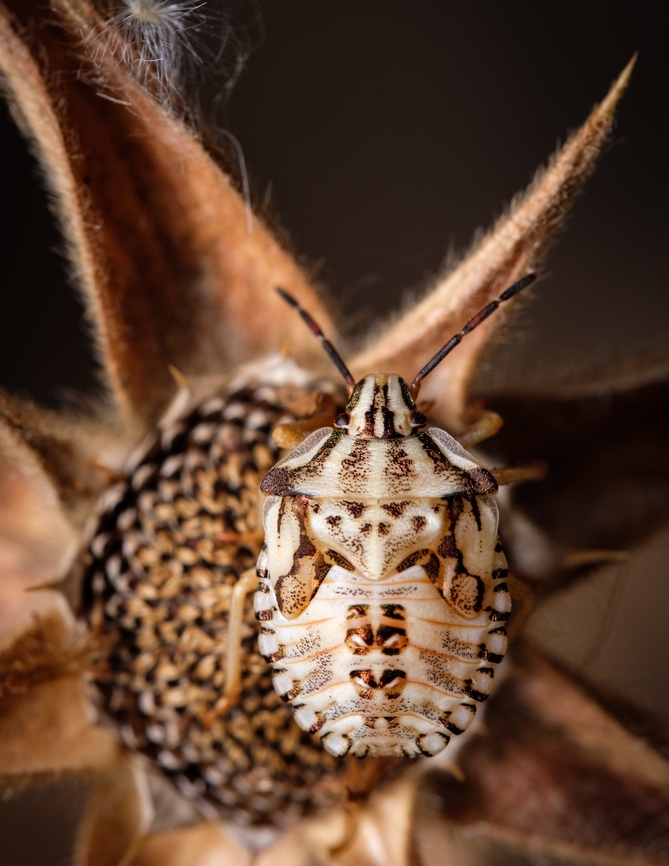 Camouflaged  Carpocoris mediterraneus atlanticus,Europe,Geotagged,Macro,Portugal,Red Shield Bug,Summer
