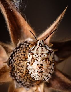Camouflaged  Carpocoris mediterraneus atlanticus,Europe,Geotagged,Macro,Portugal,Red Shield Bug,Summer