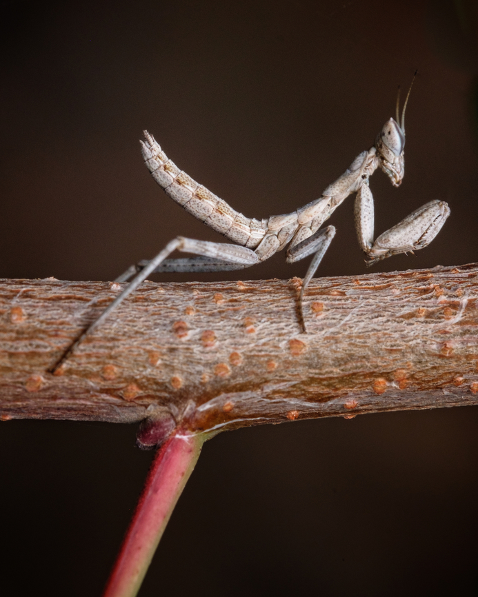 European dwarf mantis Another perspective:<br />
<figure class="photo"><a href="https://www.jungledragon.com/image/125131/tiny_mantis.html" title="Tiny Mantis"><img src="https://s3.amazonaws.com/media.jungledragon.com/images/5939/125131_thumb.jpg?AWSAccessKeyId=05GMT0V3GWVNE7GGM1R2&Expires=1769040010&Signature=2tG3B2qWLx3TEjtcChE02FZ8eGc%3D" width="122" height="152" alt="Tiny Mantis When I spotted this beautiful creature I was puzzled by it's size, "is it a baby Mantis? Is it a Dwarf mantis?"<br />
Turns out it really is a Dwarf mantis! Incredible.<br />
https://www.jungledragon.com/image/130031/2021112906.html Ameles spallanzania,Europe,European dwarf mantis,Fall,Geotagged,Portugal,insect" /></a></figure> Ameles spallanzania,Europe,European dwarf mantis,Fall,Geotagged,Macro,Portugal,insect