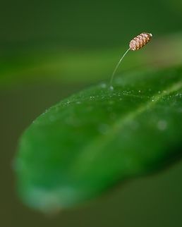 Lacewing egg These kind of eggs that are attached by a thin line look to me like a masterfully piece of art.  Europe,Geotagged,Lacewing egg,Macro,Portugal,Summer,egg,insect