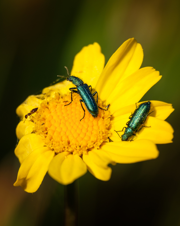 Soft-winged flower beetles One of my first insect photos. Not the best but I thought it was worth sharing ^_^ Europe,Geotagged,Portugal,Psilothrix viridcoeruleus,Psilothrix viridicoerulea,Spring,soft-winged flower beetles