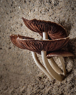 Genus Candolleomyces I love to photograph mushrooms, it's a shame that they're so hard to identify...  Candolleomyces,Europe,Fungi,Geotagged,Macro,Portugal,Winter,mushrooms