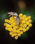 Hyaline Grass couple in love https://www.jungledragon.com/image/126825/hyaline_grass_bug.html<br />
https://www.jungledragon.com/image/131060/hyaline_grass_bug.html Europe,Geotagged,Liorhyssus hyalinus,Macro,Portugal,Summer,flower,insect