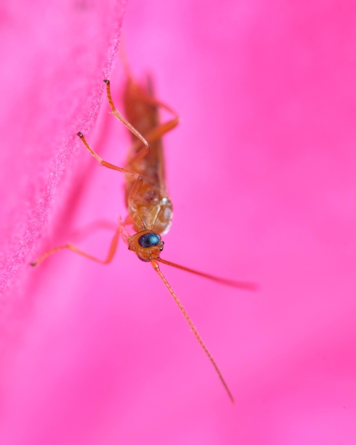 Basket-cocoon parasitoid <figure class="photo"><a href="https://www.jungledragon.com/image/120314/basket-cocoon_parasitoid.html" title="Basket-cocoon parasitoid"><img src="https://s3.amazonaws.com/media.jungledragon.com/images/5939/120314_thumb.jpg?AWSAccessKeyId=05GMT0V3GWVNE7GGM1R2&Expires=1759968010&Signature=%2BhkWhv0srJ%2BPV18c7B6qrnEtckA%3D" width="122" height="152" alt="Basket-cocoon parasitoid https://www.jungledragon.com/image/130443/enicospilus_wasp.html<br />
https://www.jungledragon.com/image/124251/cocoon.html Basket-cocoon Parasitoid,Enicospilus,Enicospilus purgatus,Geotagged,Macro,Meteorus pulchricornis,Portugal,insect,netelia,summer,unidentified,wasp" /></a></figure><br />
<figure class="photo"><a href="https://www.jungledragon.com/image/124251/basket-cocoon_parasitoid.html" title="Basket-cocoon parasitoid"><img src="https://s3.amazonaws.com/media.jungledragon.com/images/5939/124251_thumb.jpg?AWSAccessKeyId=05GMT0V3GWVNE7GGM1R2&Expires=1759968010&Signature=lITuJ6%2BqTvW2Wo7w1jPDtrV9qgE%3D" width="122" height="152" alt="Basket-cocoon parasitoid https://www.jungledragon.com/image/130443/basket-cocoon_parasitoid.html<br />
https://www.jungledragon.com/image/120314/basket-cocoon_parasitoid.html Basket-cocoon Parasitoid,Cocoon,Fall,Geotagged,Meteorus pulchricornis,Portugal,macro" /></a></figure> Basket-cocoon Parasitoid,Geotagged,Macro,Meteorus pulchricornis,Portugal,Summer,insect,unidentified,wasp