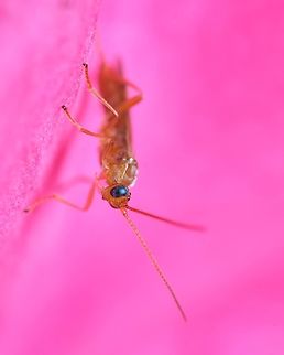 Basket-cocoon parasitoid https://www.jungledragon.com/image/120314/enicospilus_wasp.html
https://www.jungledragon.com/image/124251/cocoon.html Basket-cocoon Parasitoid,Geotagged,Macro,Meteorus pulchricornis,Portugal,Summer,insect,unidentified,wasp