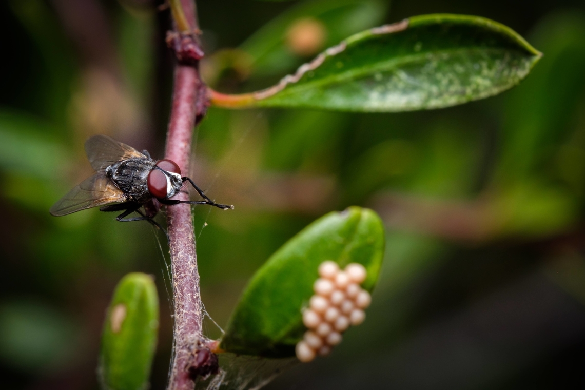Getting ready for breakfast I don&#039;t know if this would be possible, but as I observed this scene it really looked like the fly was aiming for those little eggs...  Ectophasia crassipenis,Ectophasia crassipennis,Europe,Geotagged,Portugal,Summer,eggs,fly,insect
