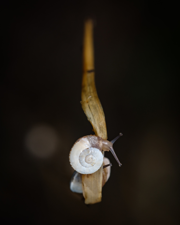 Hide & seek Two snail friends passing the time running around playing with each other :-P Fall,Geotagged,Portugal,Theba pisana,White Italian snail,animal,europe,snails