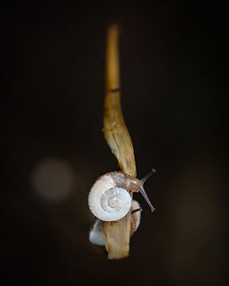 Hide & seek Two snail friends passing the time running around playing with each other :-P Fall,Geotagged,Portugal,Theba pisana,White Italian snail,animal,europe,snails