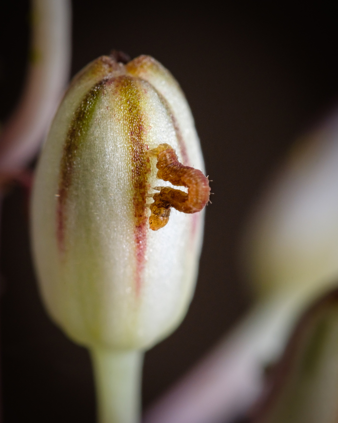 Crawling up This little fellow (and a few like this) were around a couple of Spilostethus pandurus, anyone think that they are related?  Europe,Fall,Geotagged,Macro,Portugal,insect
