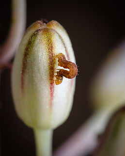 Crawling up This little fellow (and a few like this) were around a couple of Spilostethus pandurus, anyone think that they are related?  Europe,Fall,Geotagged,Macro,Portugal,insect