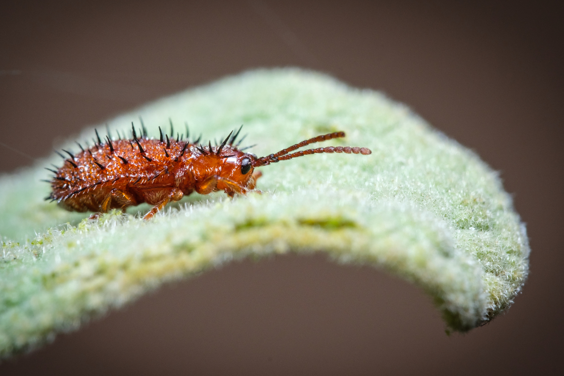 Spiny leaf beetle <figure class="photo"><a href="https://www.jungledragon.com/image/120223/dicladispa_testacea.html" title="Dicladispa testacea"><img src="https://s3.amazonaws.com/media.jungledragon.com/images/5939/120223_thumb.jpg?AWSAccessKeyId=05GMT0V3GWVNE7GGM1R2&Expires=1769040010&Signature=KKV%2F0OFxYfskup47aMbLwYmBbbI%3D" width="122" height="152" alt="Dicladispa testacea https://www.jungledragon.com/image/130859/2021110204_1.html Dicladispa,Dicladispa testacea,Geotagged,Hispini,Macro,Portugal,beetle,bug,insect,mediterranean,orange" /></a></figure> Dicladispa testacea,Europe,Fall,Geotagged,Macro,Portugal