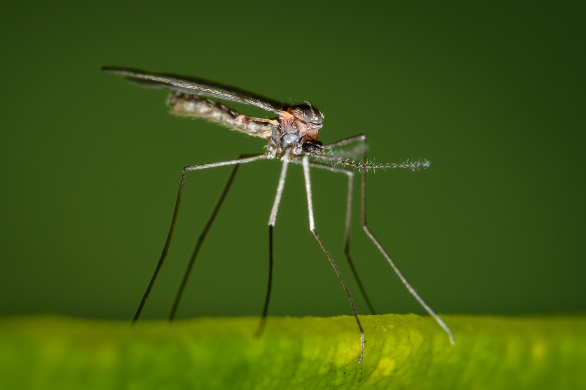 Winter crane fly After a long winter experimenting with bird photography and landscape photography I've came back to my favorite subject, insects! Here is my first insect photo of 2022. Geotagged,Macro,Portugal,Trichocera annulata,Winter,europe,insect,mosquito