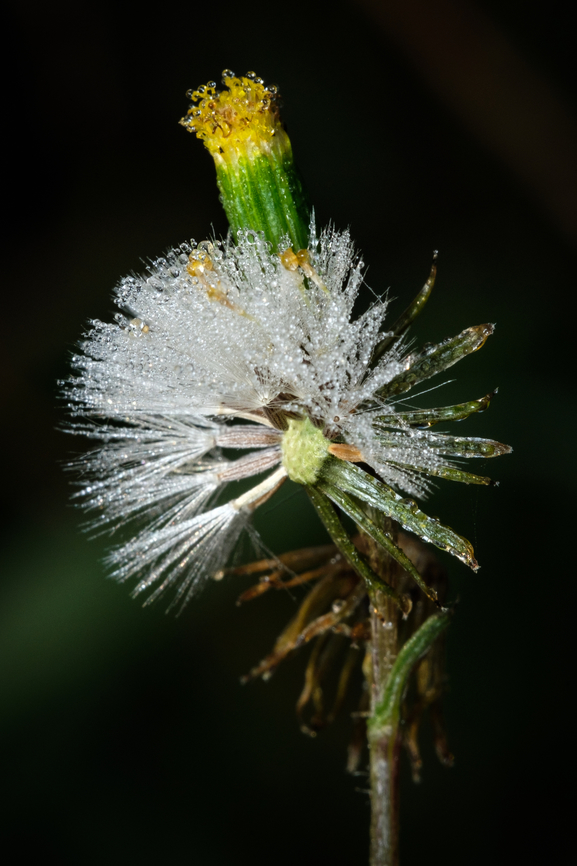 Groundsel anatomy I found this specific groundsel individual interesting because it represents three stages of it&#039;s transformation, the blooming flower on the background, the white fluffy round cup and the decay as the white hairs fall...  Common Groundsel,Geotagged,Macro,Portugal,Senecio vulgaris,Winter,europe,flower,plant
