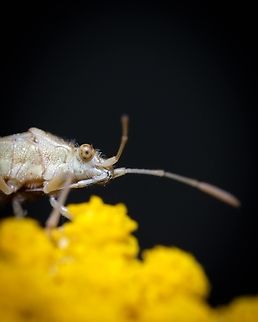 Hyaline Grass Bug https://www.jungledragon.com/image/130346/hyaline_grass_couple_in_love.html
https://www.jungledragon.com/image/126825/hyaline_grass_bug.html Europe,Geotagged,Liorhyssus hyalinus,Macro,Portugal,Summer,eye,insect